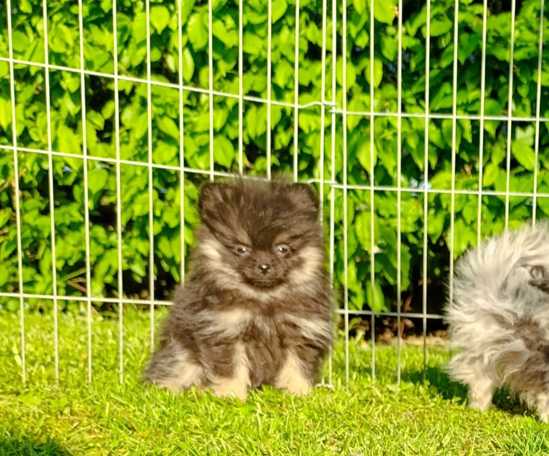 Pomeranian pomerian