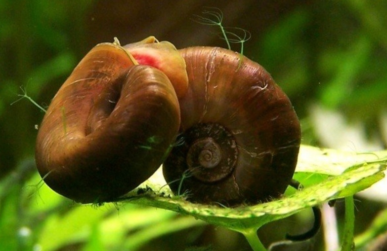 Kotulky
