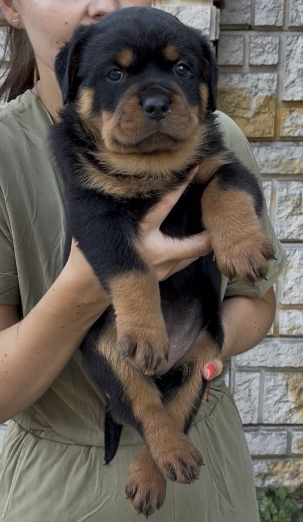 Šteniatka Rottweilera, Rottweiler, Rotvajler,Rottweiler s PP