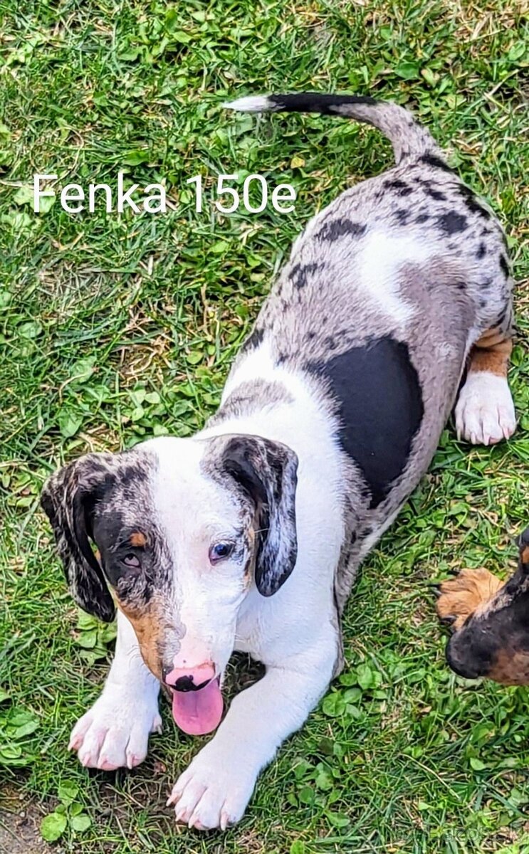 Trpasličí jazvečík krátkosrstý