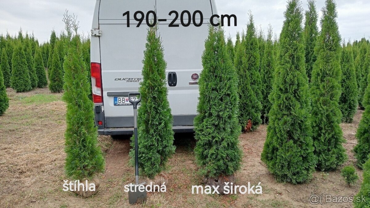 Tuja Smaragd, vavrínovec, červienka, gaštan - Prievidza