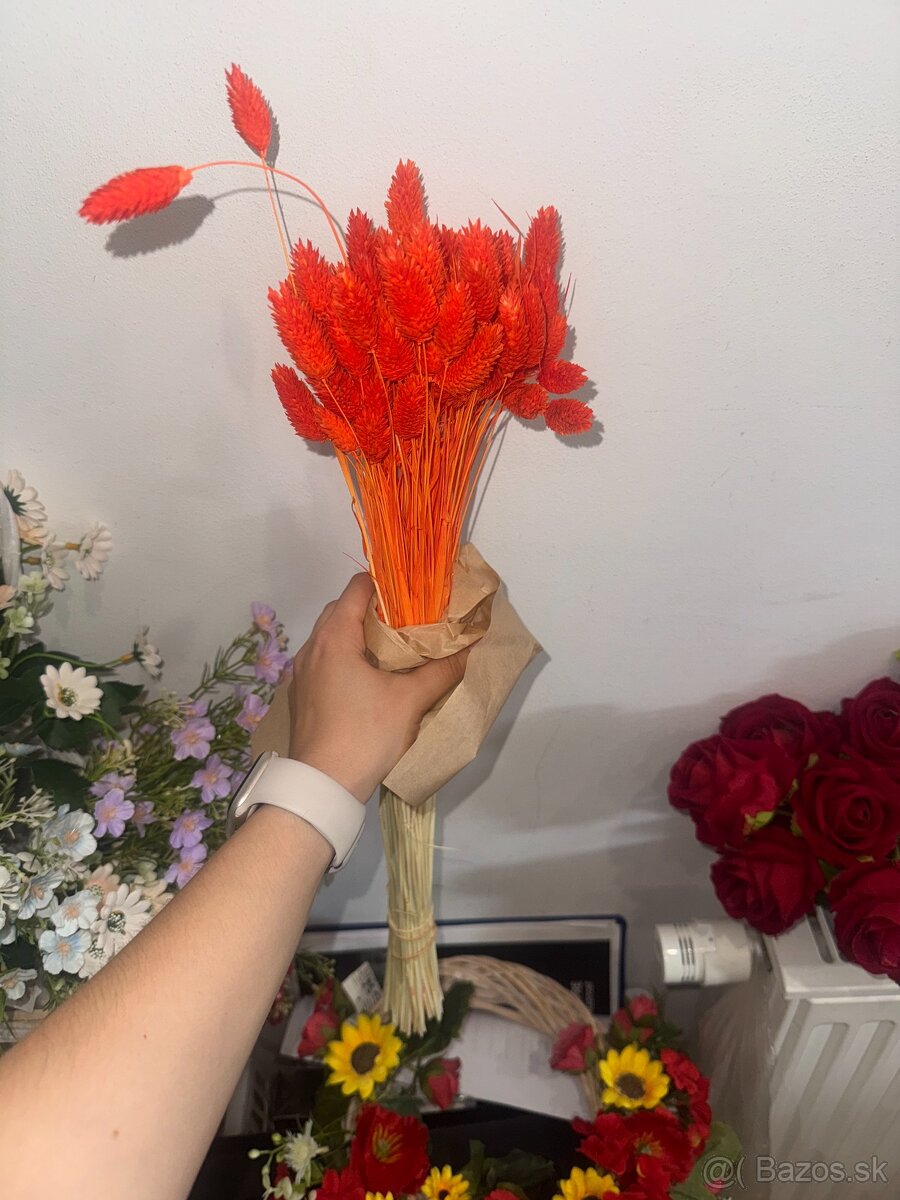 Phalaris – sušené dekoratívne klasy