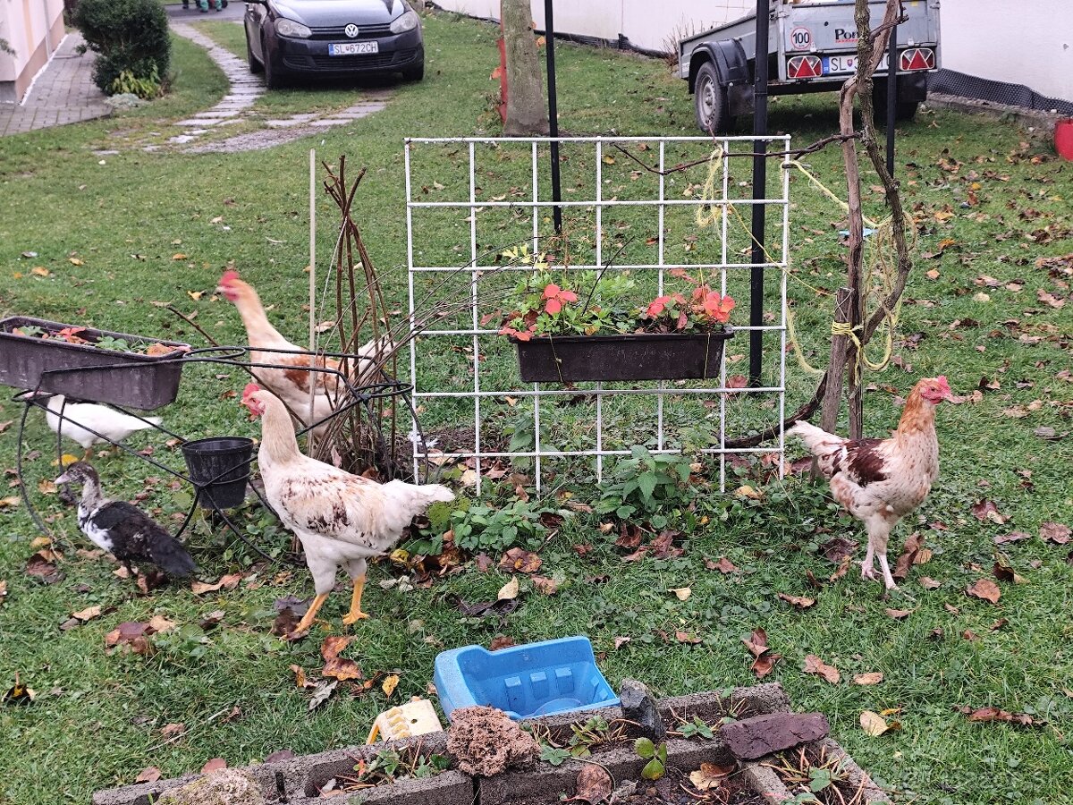 Predám mladé kohúty