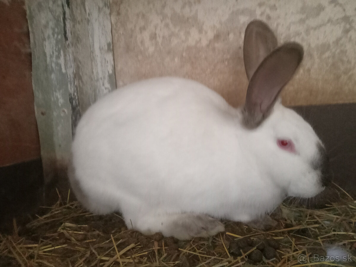 Predám králiky Hyla.