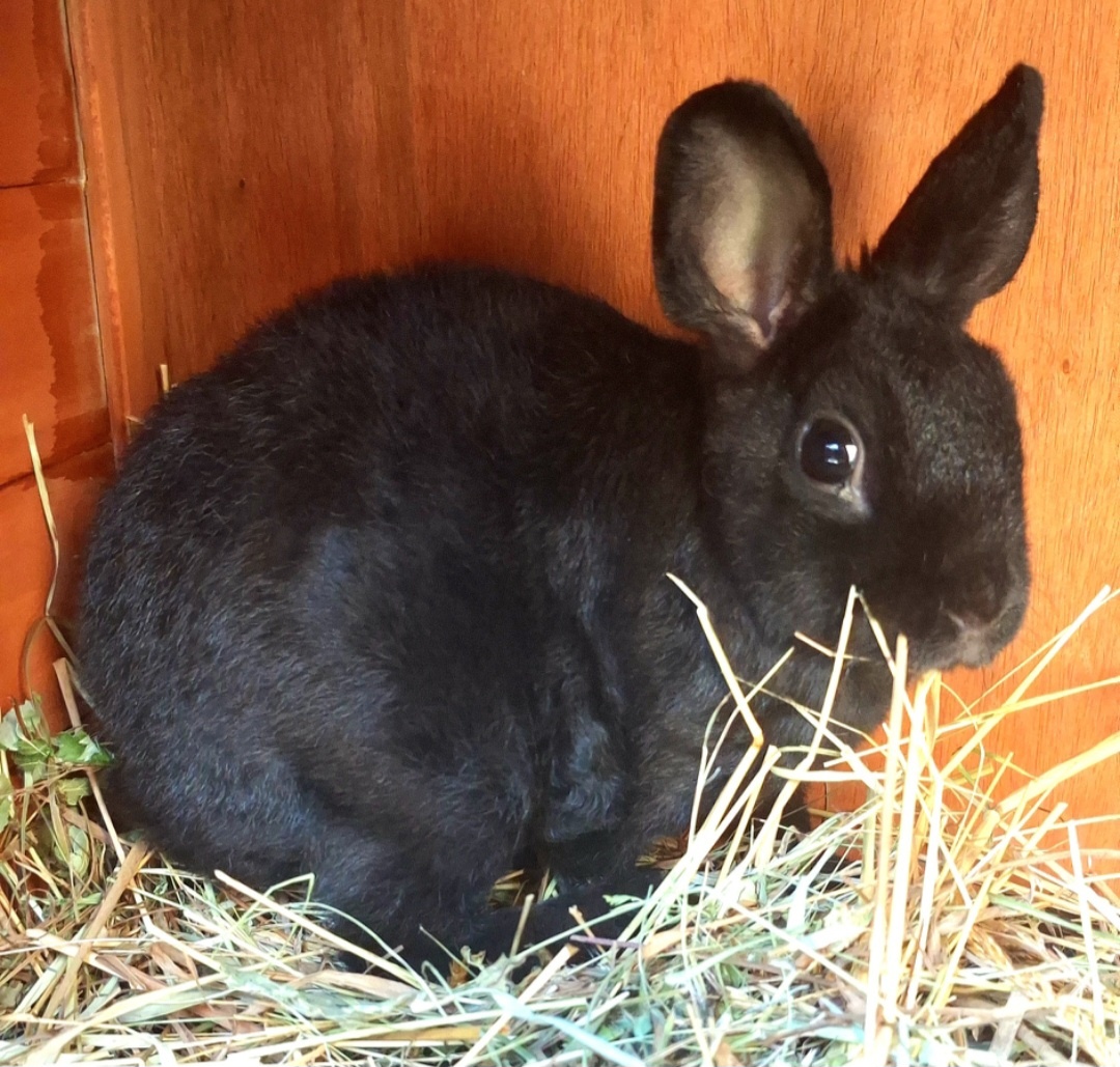 Mini Rex Samica s VP