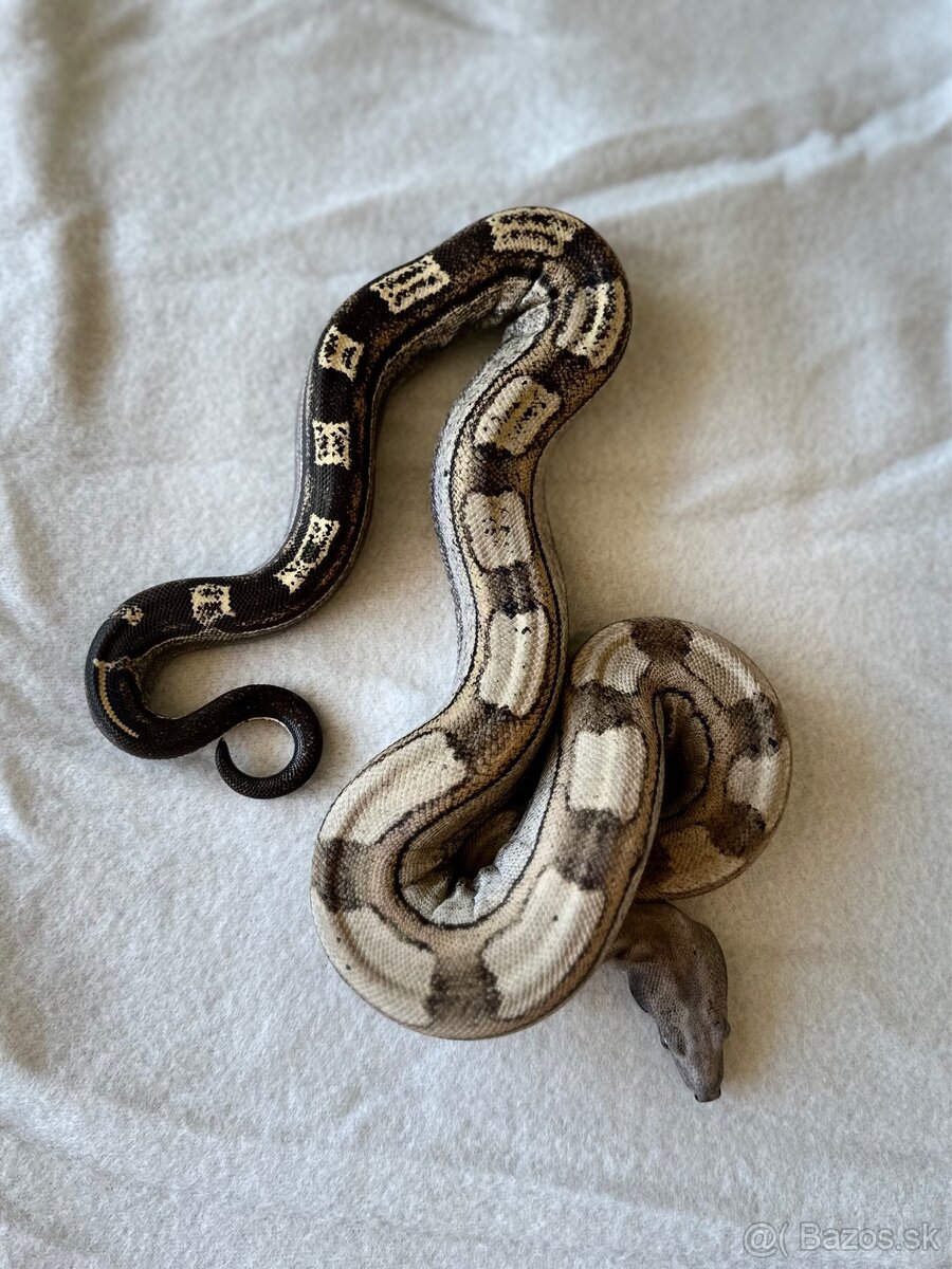 Boa constrictor | Veľhad kráľovsky