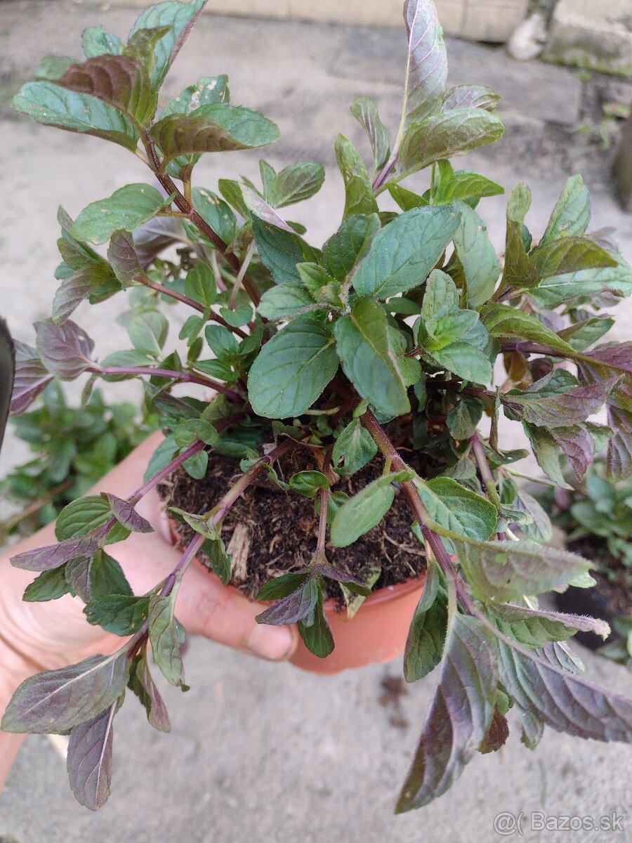 cokoladova mata