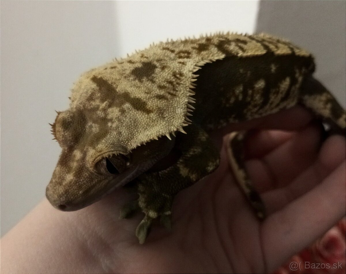 Correlophus ciliatus