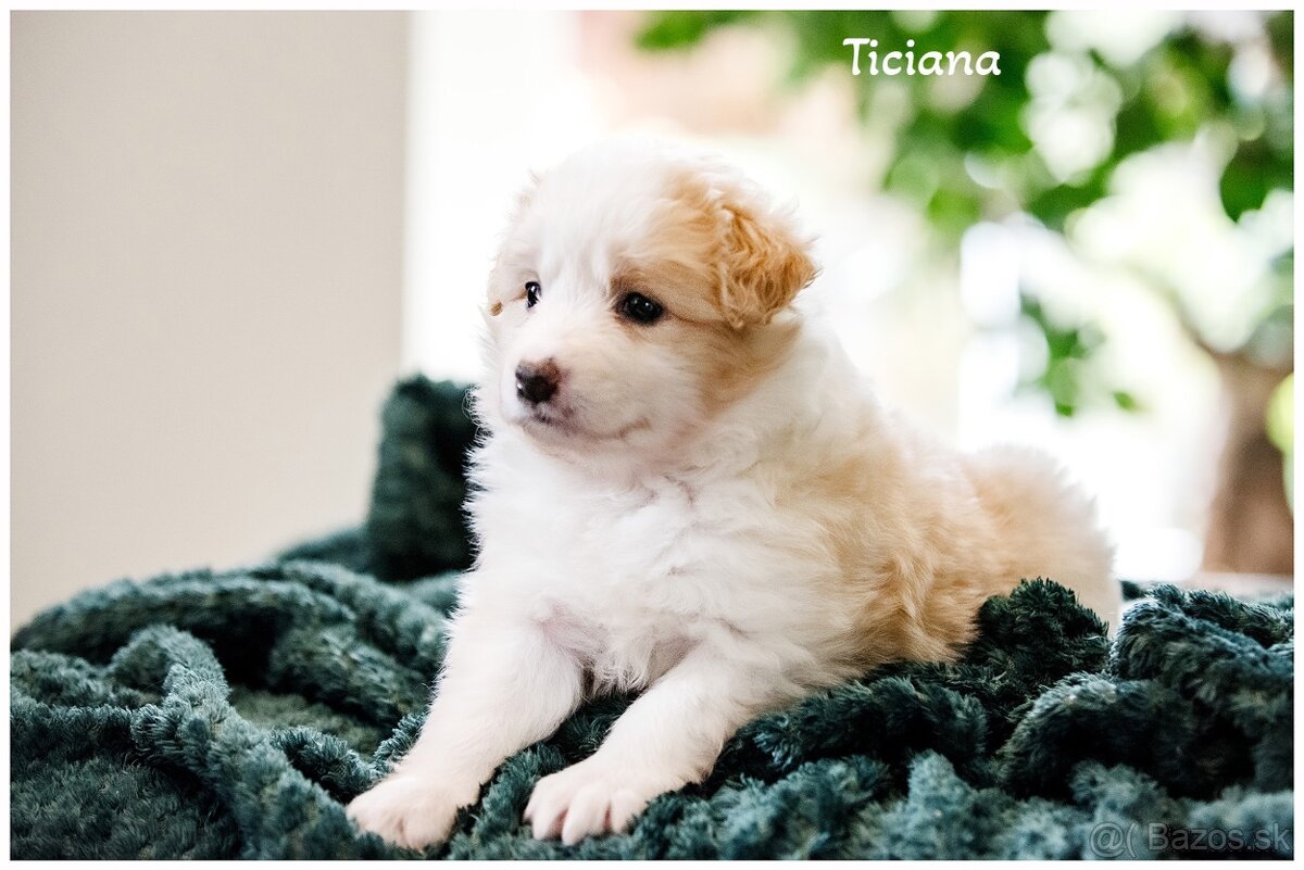 Border Collie Border Kolia s PP FCI barva ee red