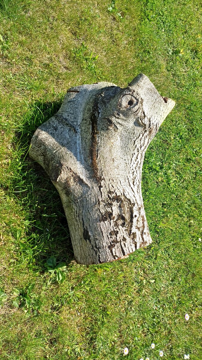 Orechový peň