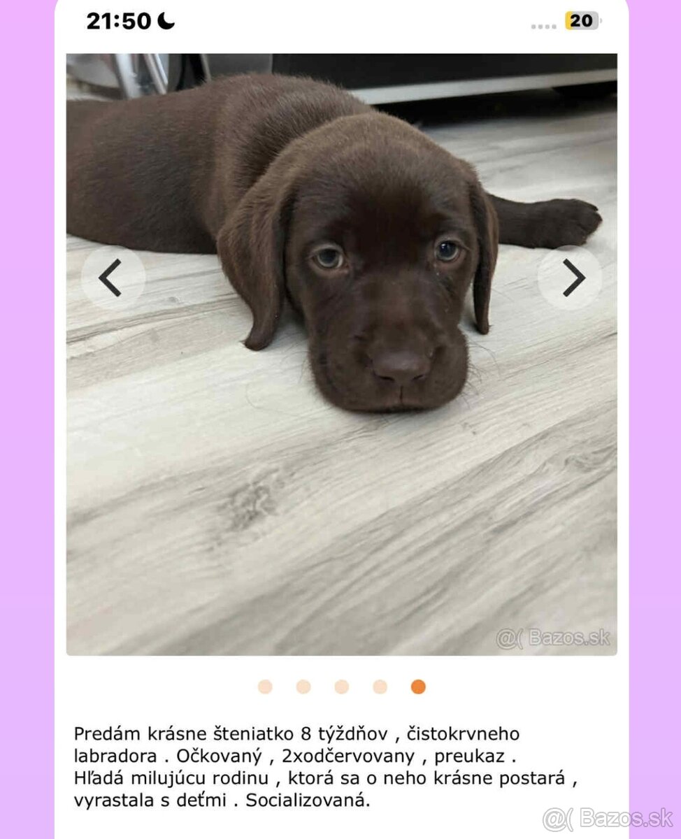 Čistokrvný labrador