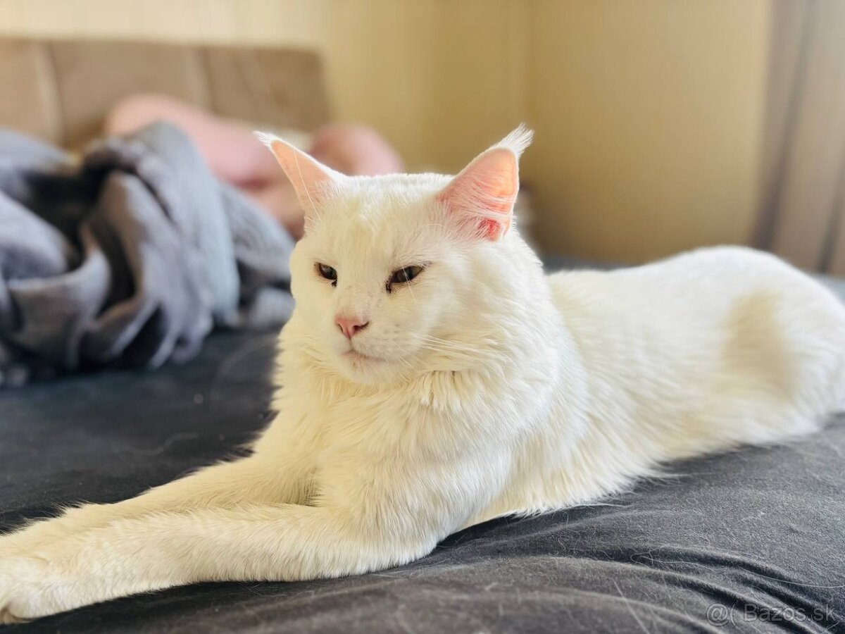 Maine Coon, kocúrik na krytie