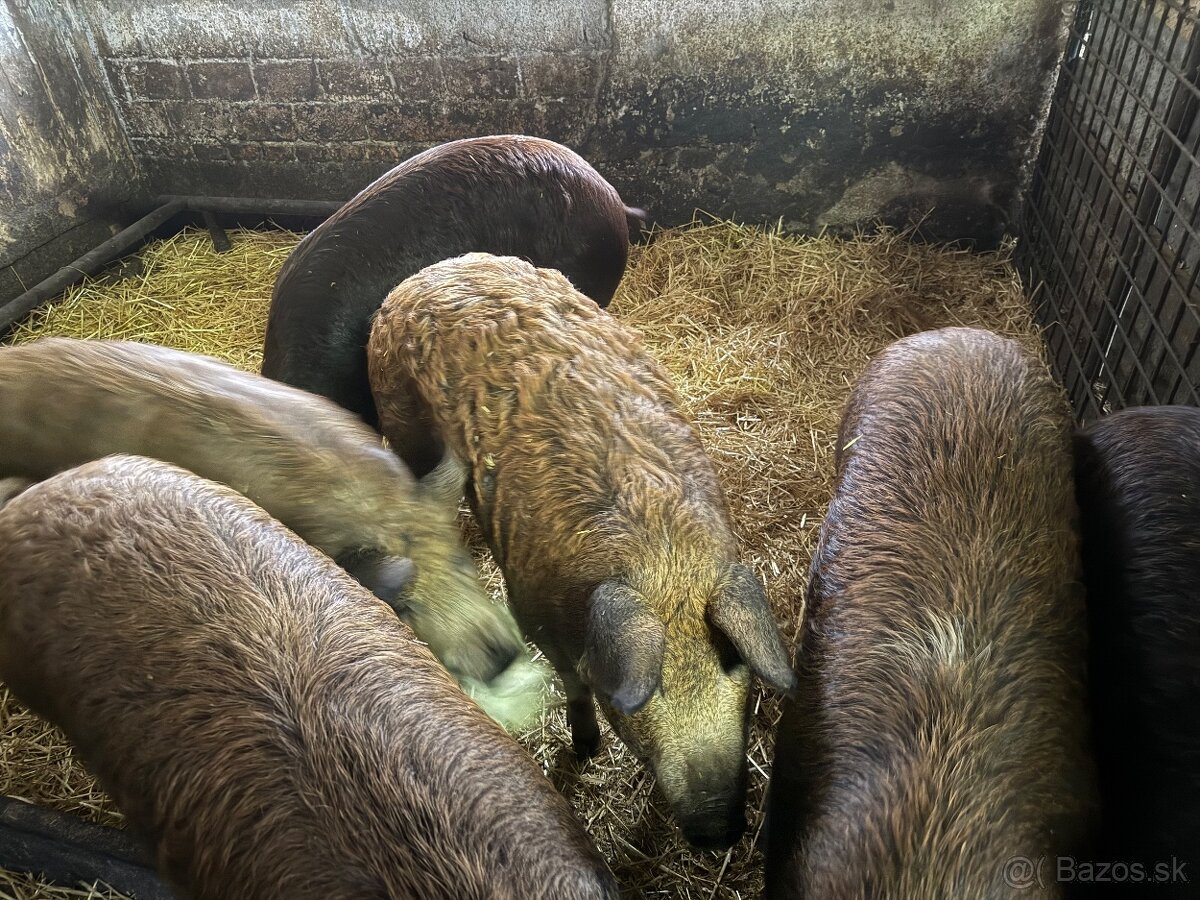 Predám kŕmniky mangalica x duroc v bio kvalite
