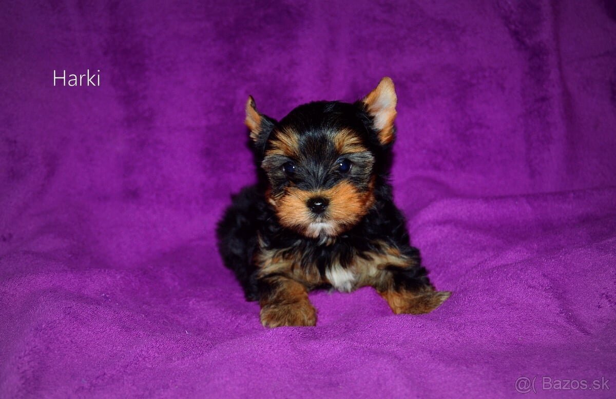 Yorkshirsky teriér mini s PP