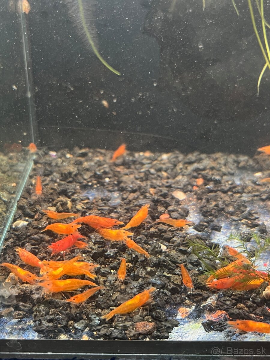 krevetky + rastlinky