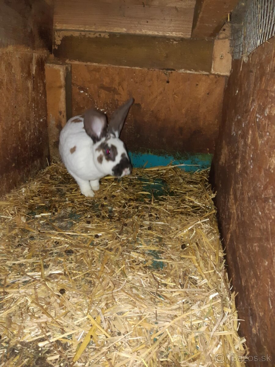 Predam samce dalmatinsky rex