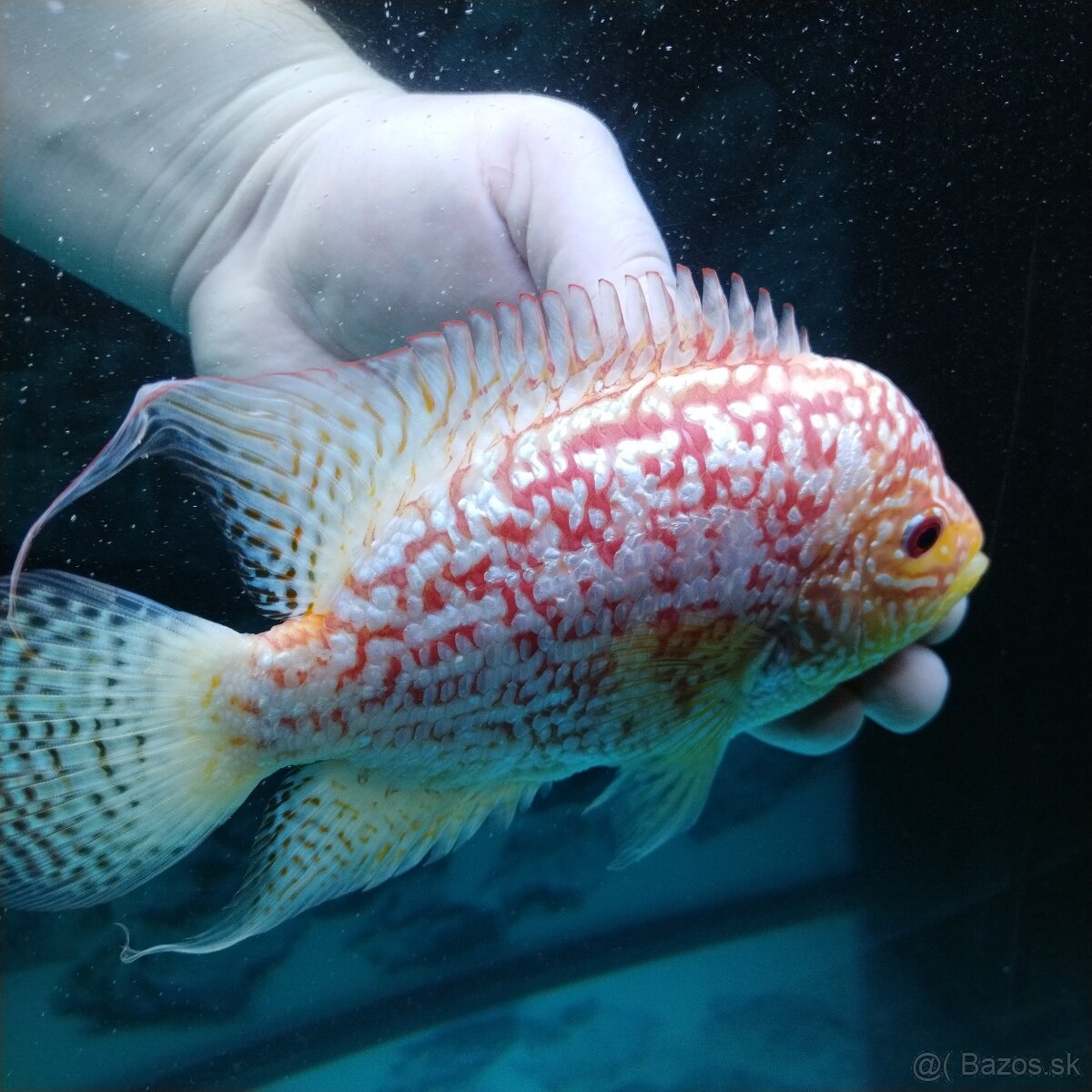 Flowerhorn fireman's dream samica