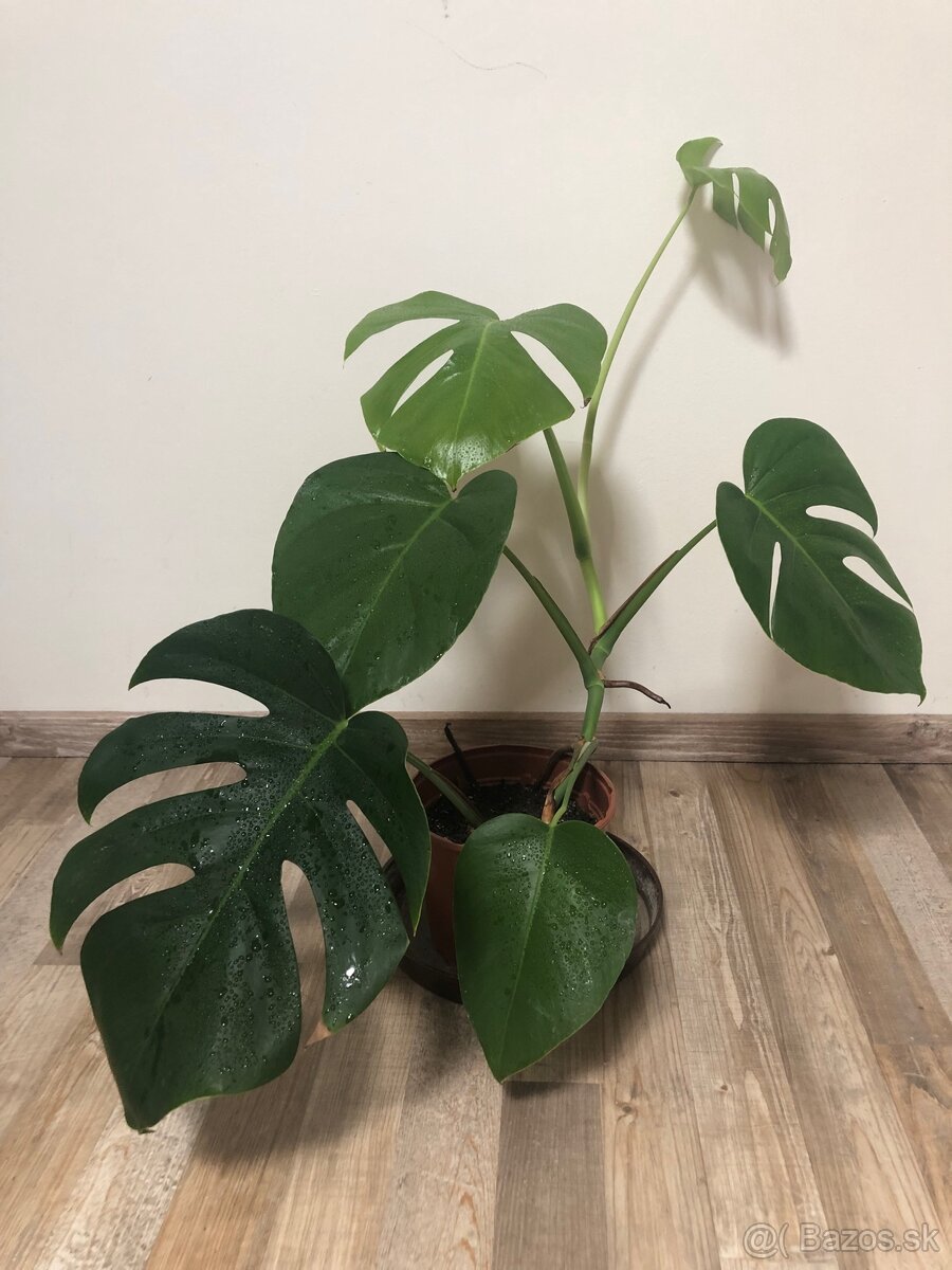 Monstera