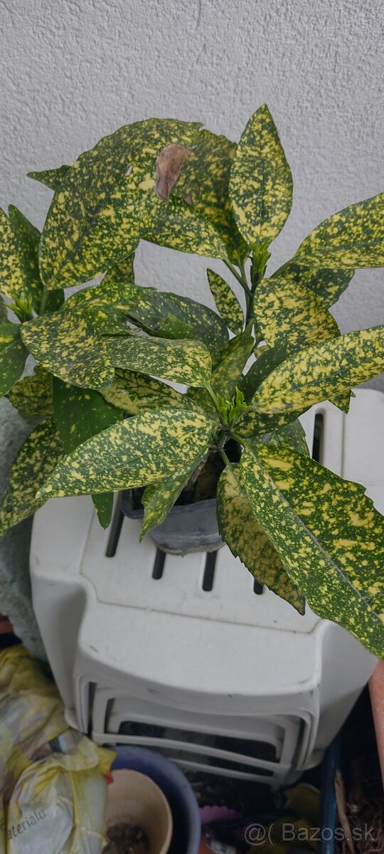 JAPANESE LAUREL