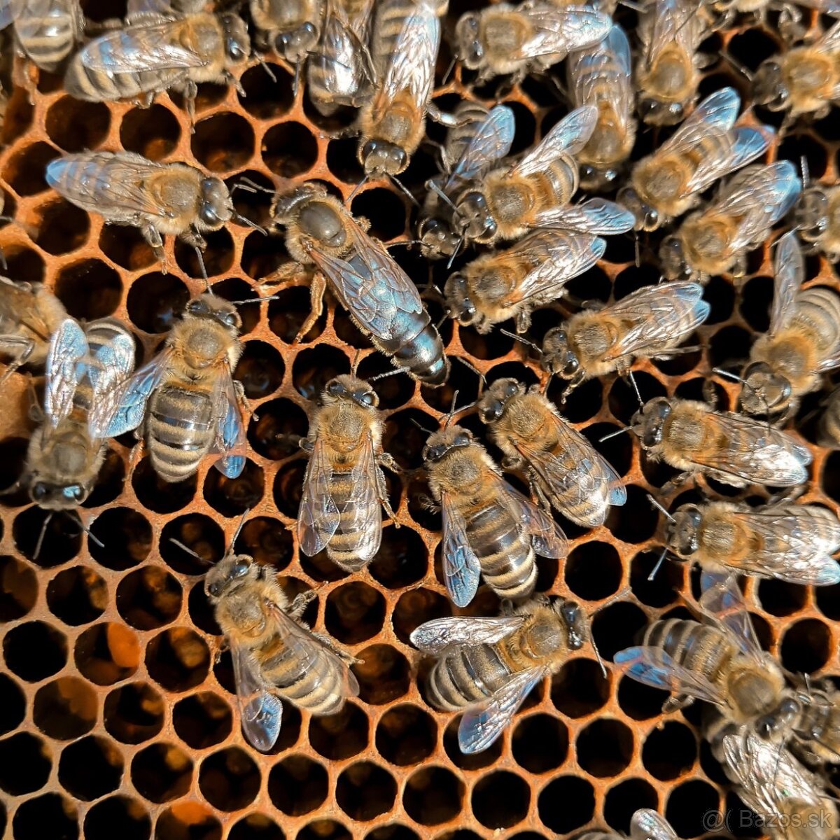 Včelie matky Karpatka – sezóna 2025