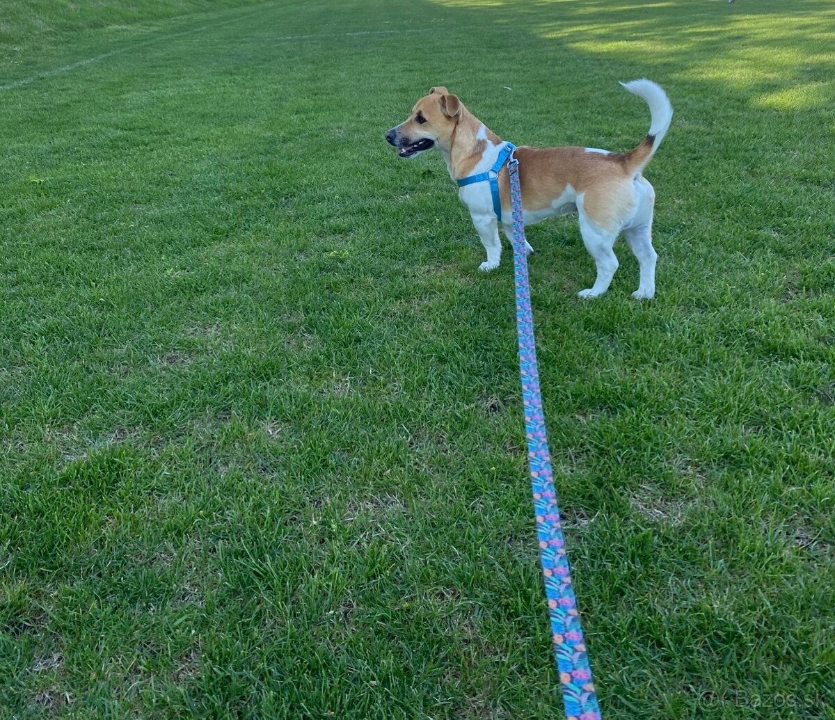 Jack russel terier na krytie