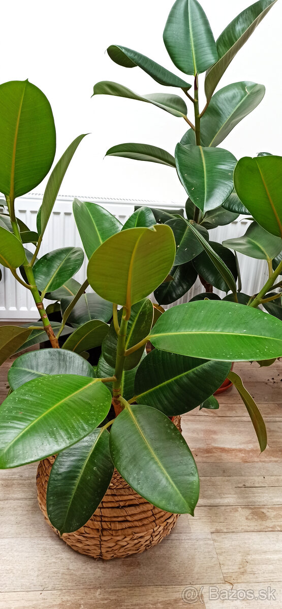 Ficus elastica