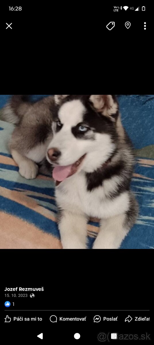 Sibírsky husky