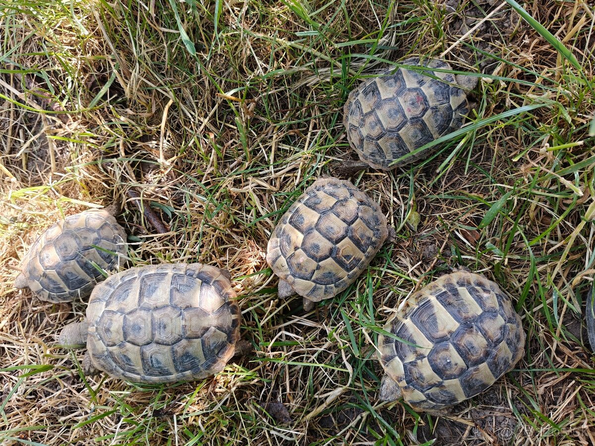 Korytnacka zltozelena Hermanni