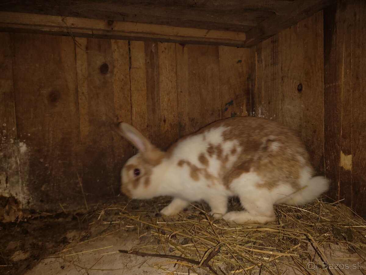 Dospelé samice na párovanie Akcia 25€