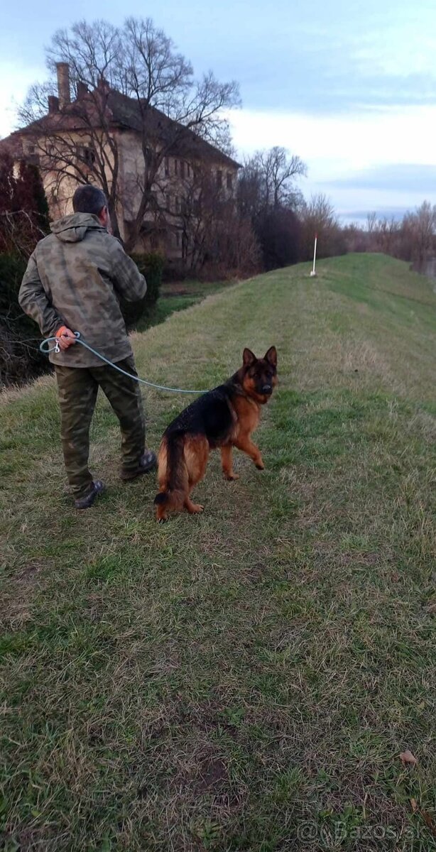 Darujem 3 ročnú fenku