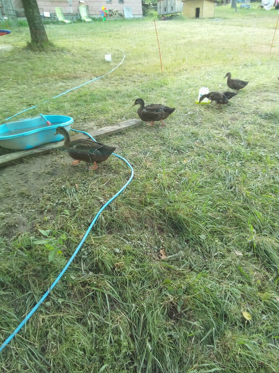 Predám Ruánske kačice