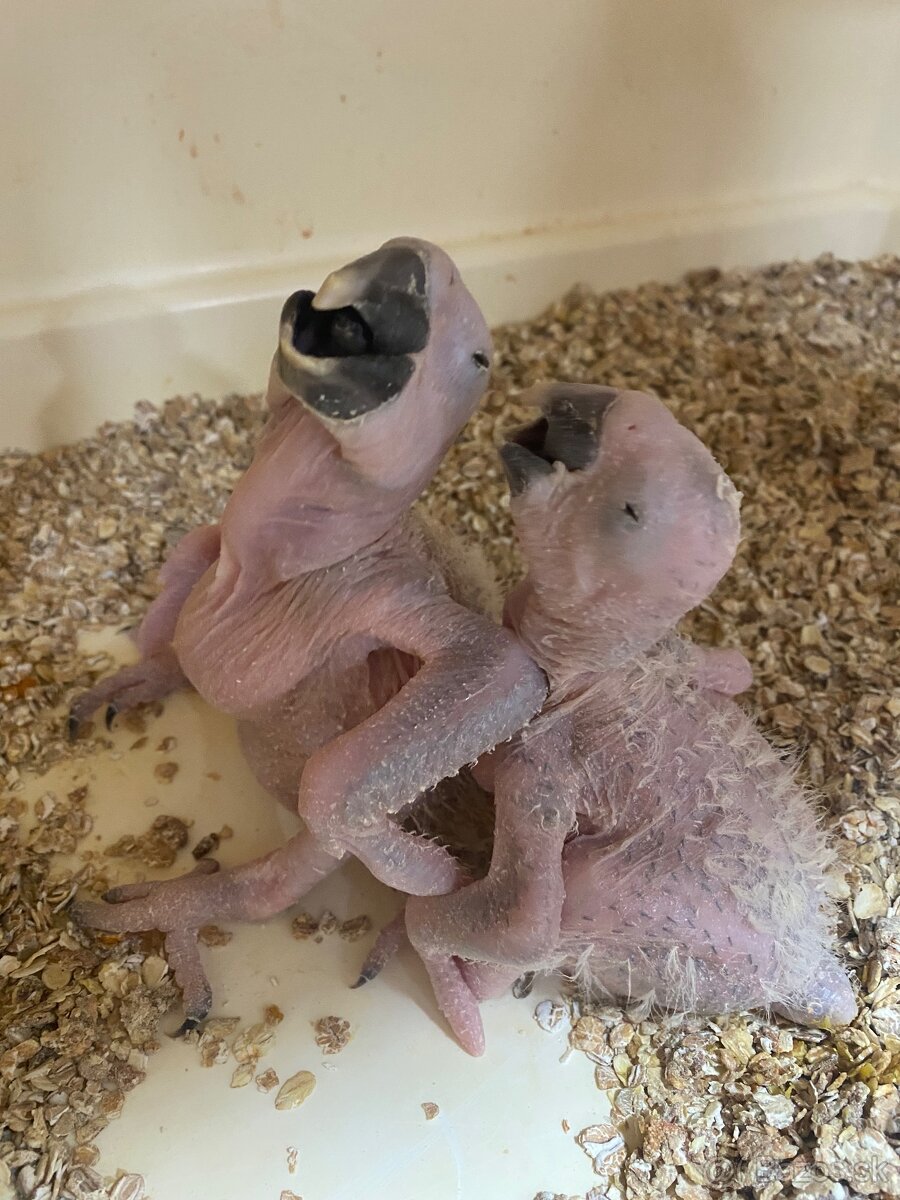 Predám Ara ararauna - ručne dokŕmená
