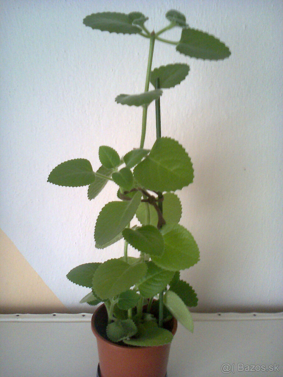 Orchidea