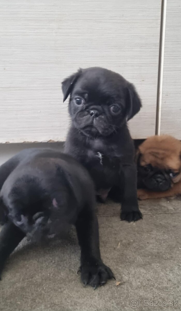 Mops