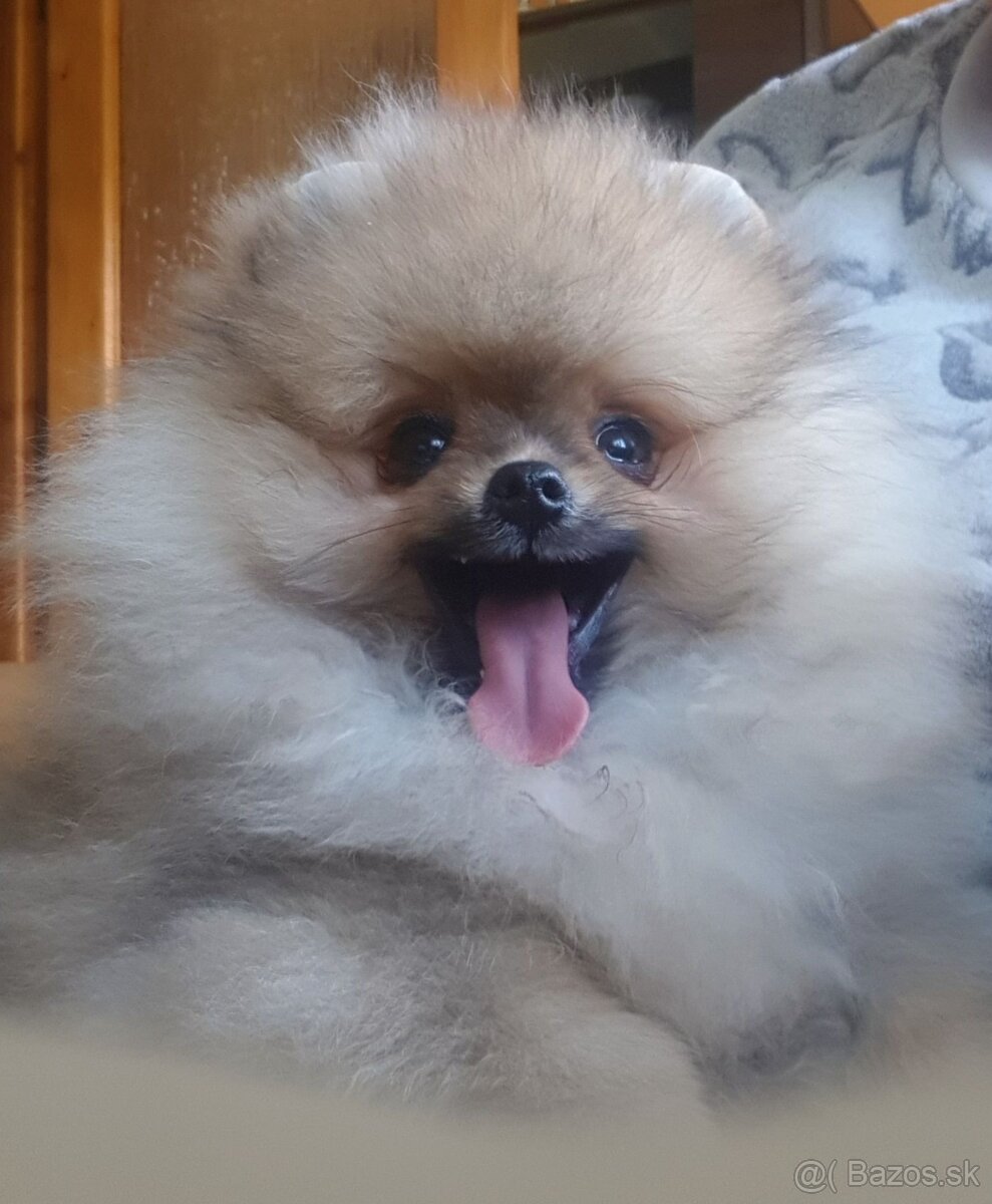 Trpasličí Špic Pomeranian pejsek s PP