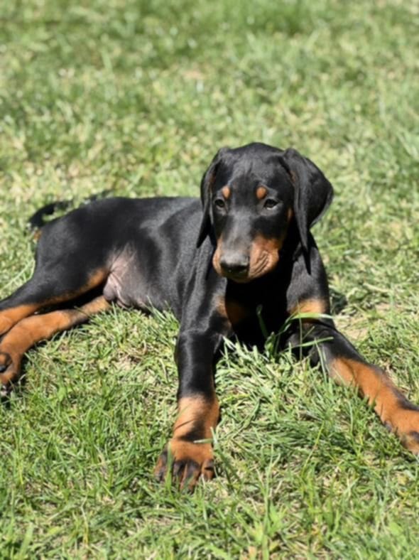 Doberman šteniatka