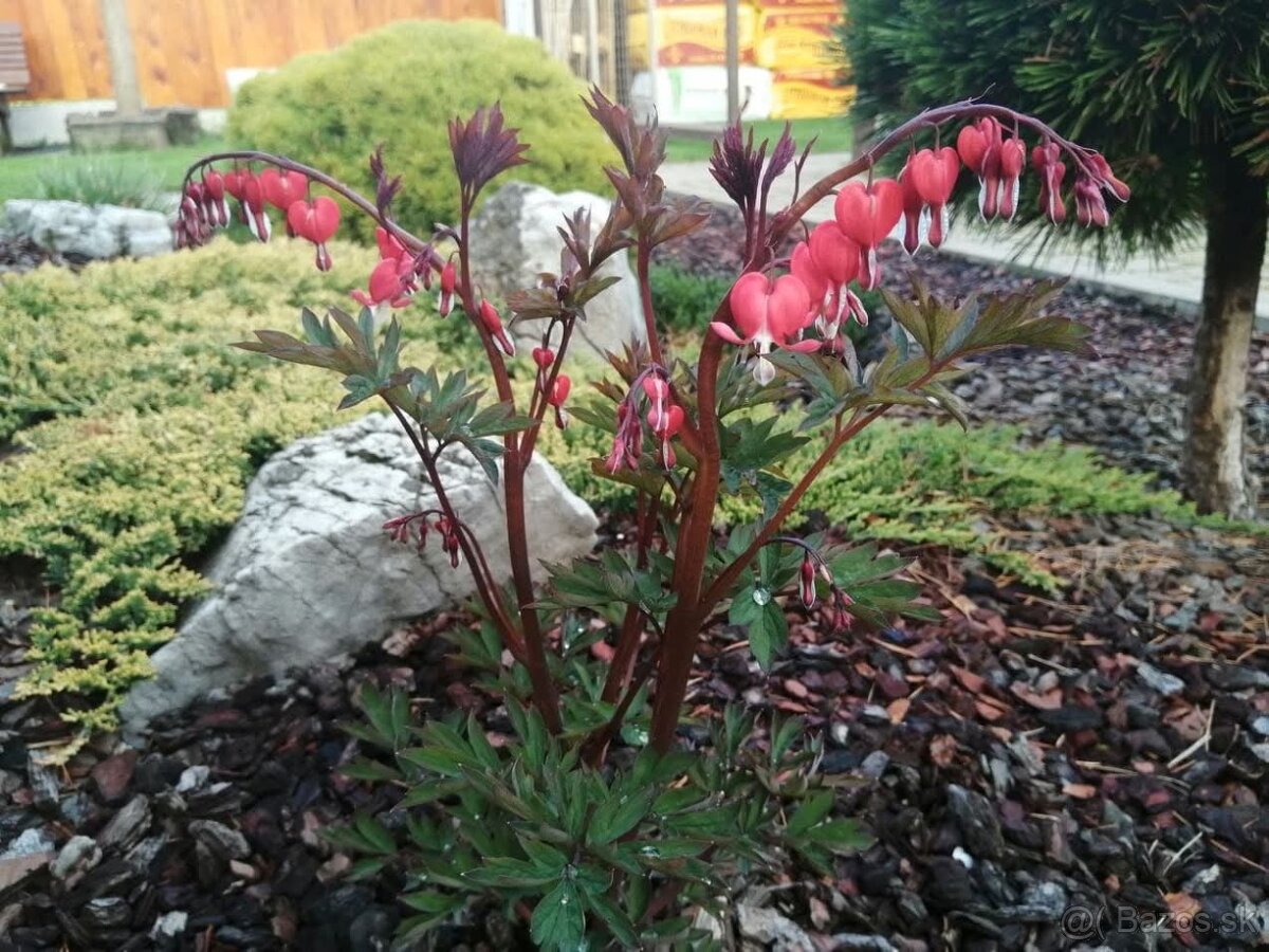 Dicentra srdcovka