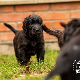 Flat coated retriever - štěňátka s PP se zajímavým rodokmene