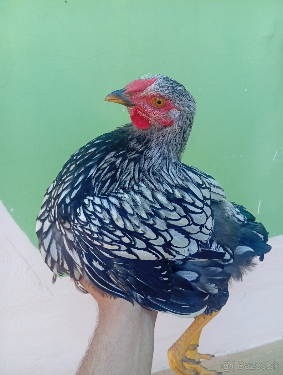Wyandotka kohút