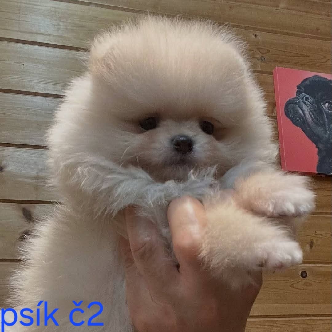 Pomeranian mini