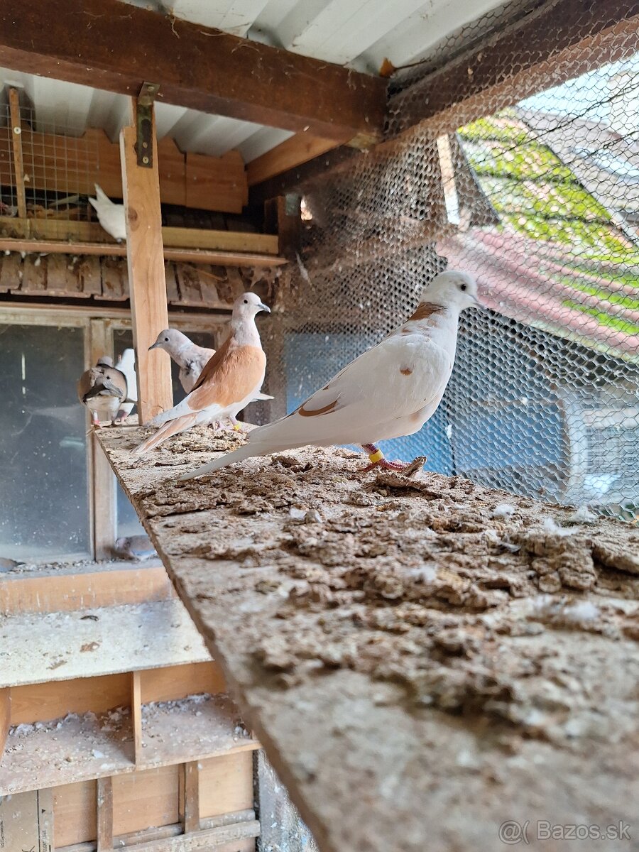 Hrdličky chichotavé