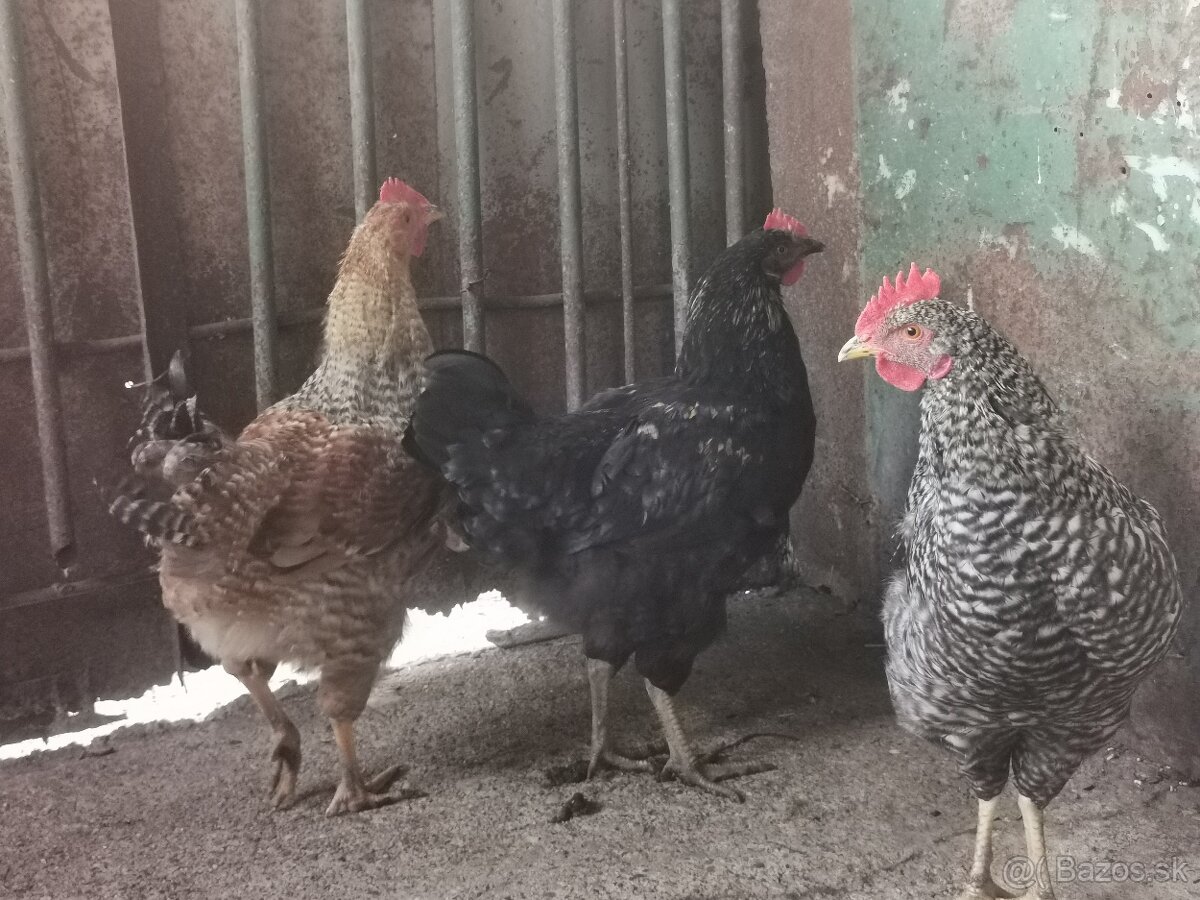 Predám mladých kohútov