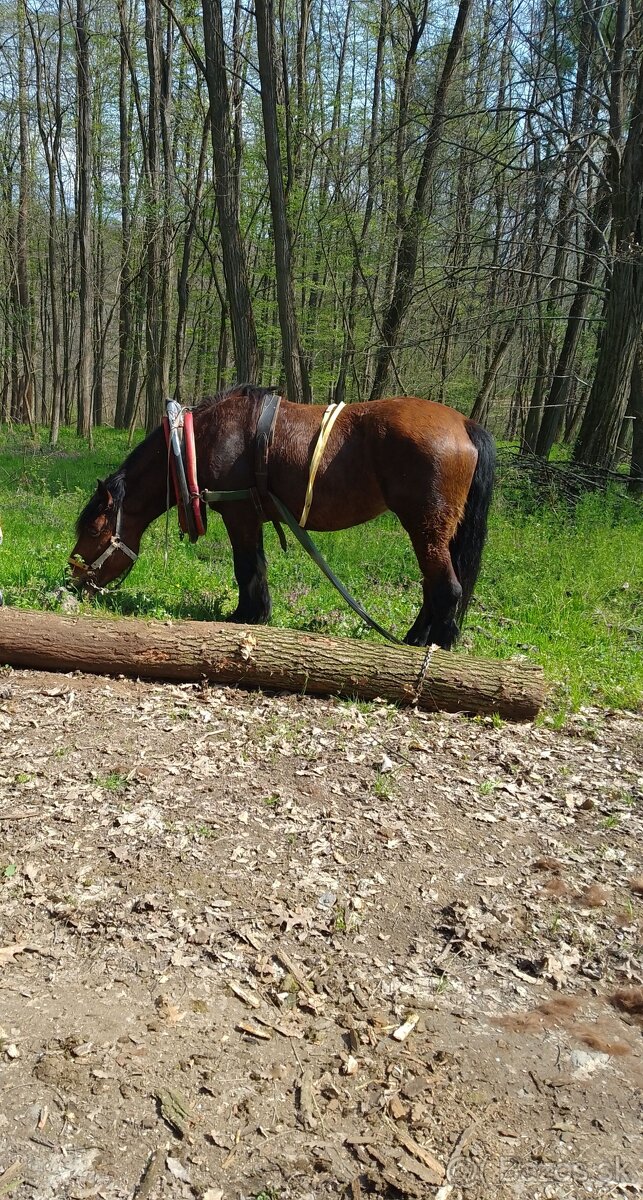 Predam ťažnu kobylu