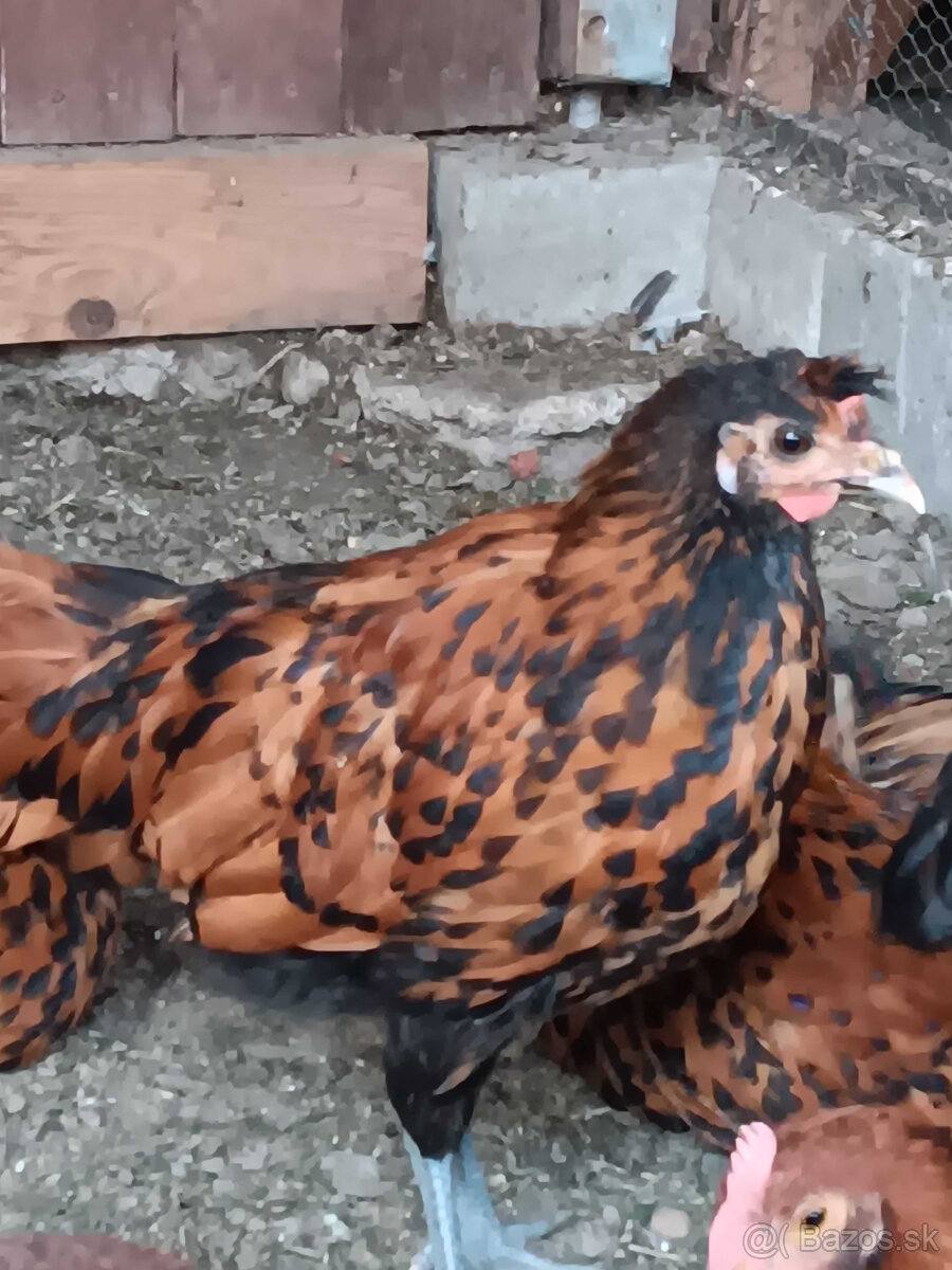 predam mladých kohútikov appenzelsky chocholac