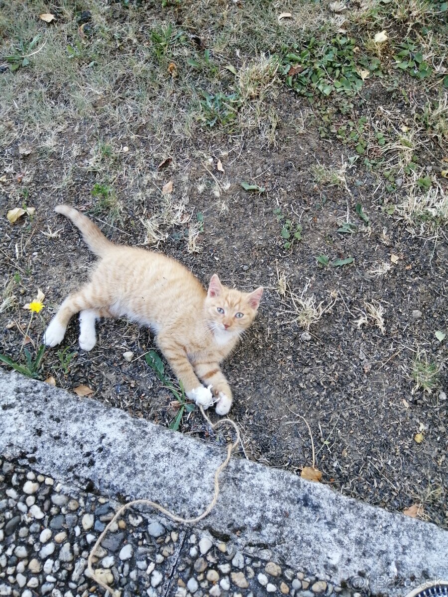 Darujem kocúrika