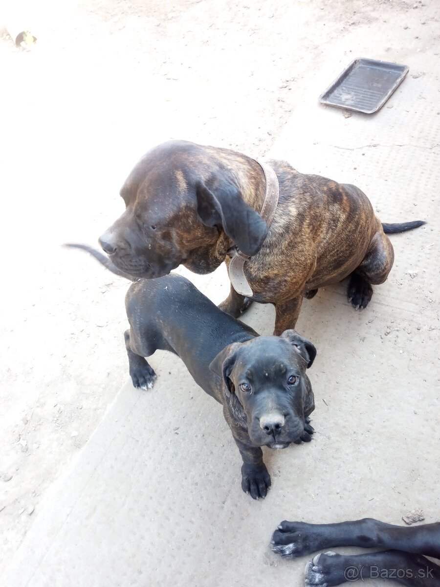 Cane Corso