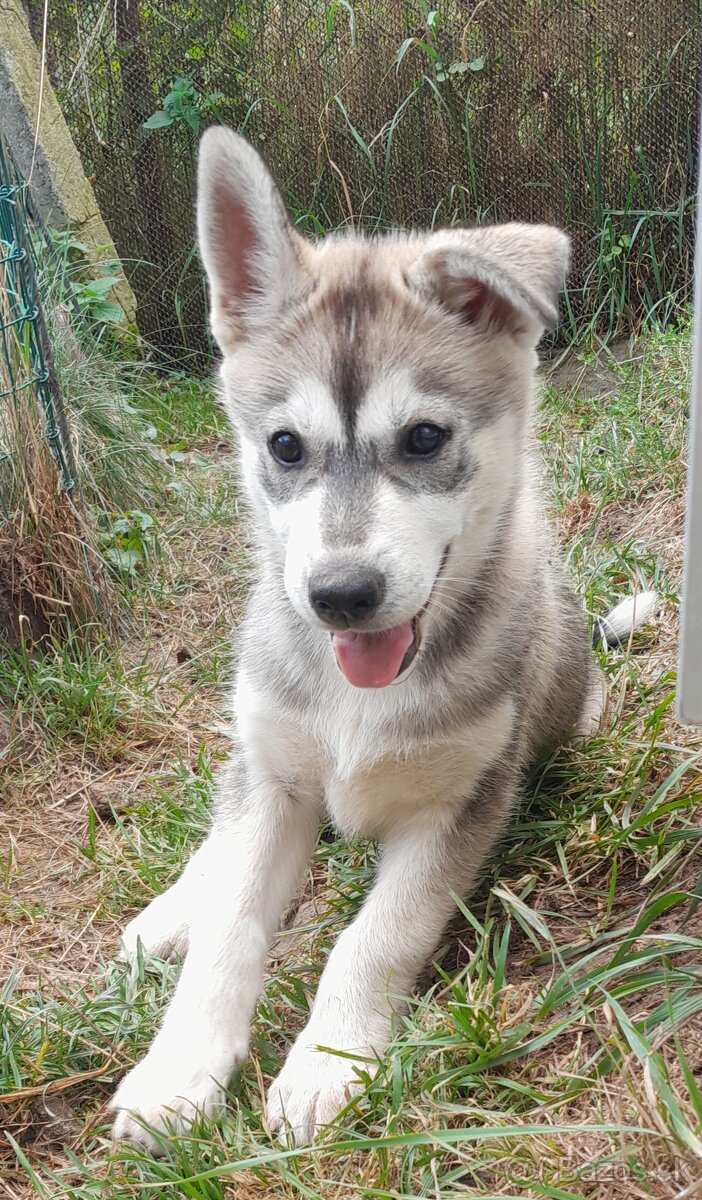 Šteniatka Sibírsky husky