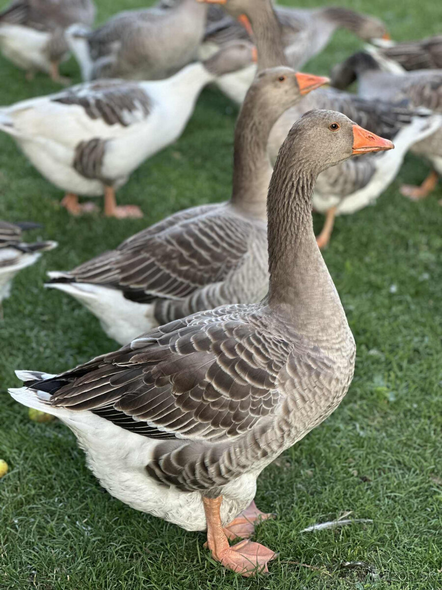 Landeska hus - husi - toho rocne kusy Landenska