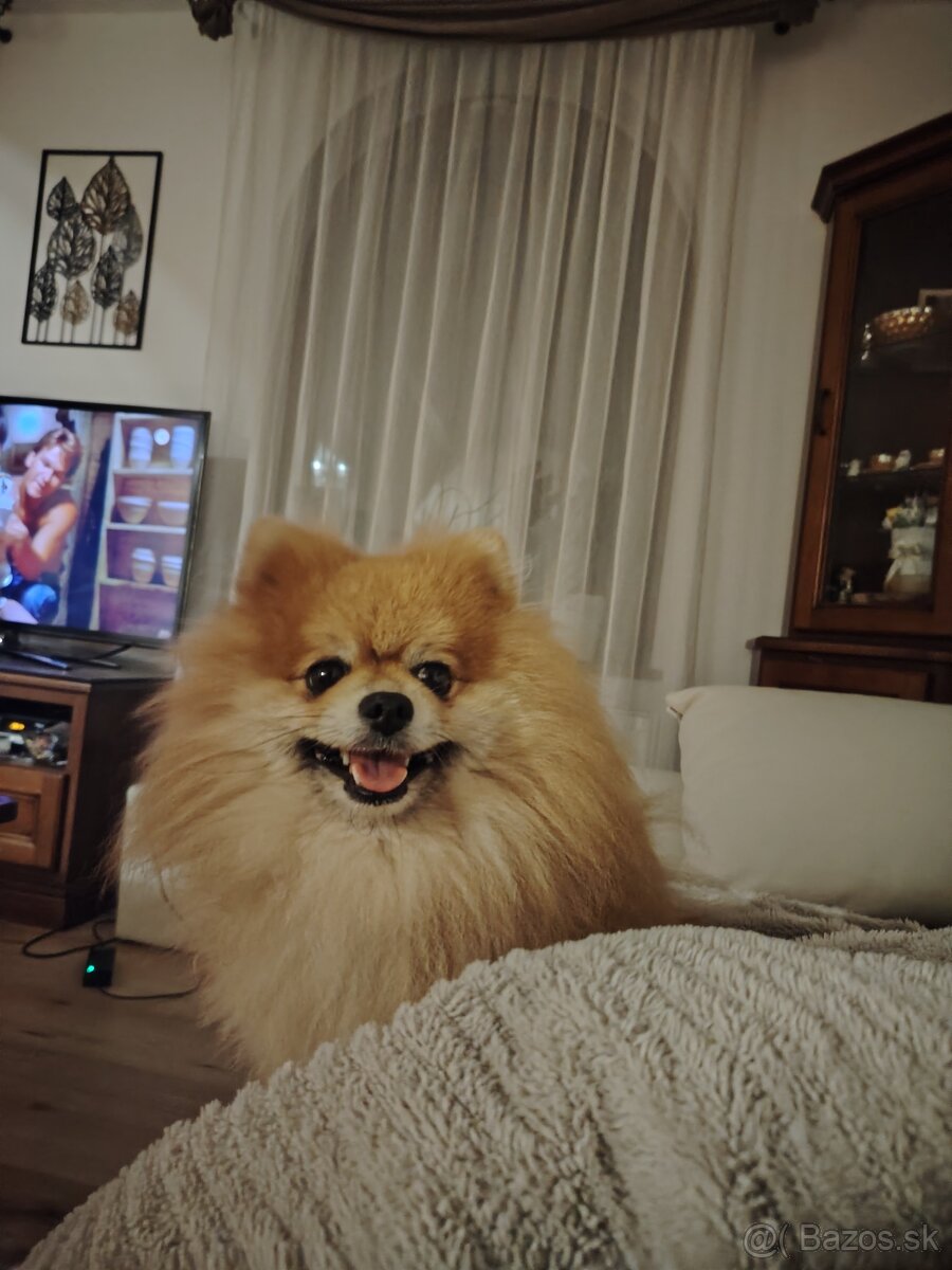 Ponúkam pomeriana na krytie