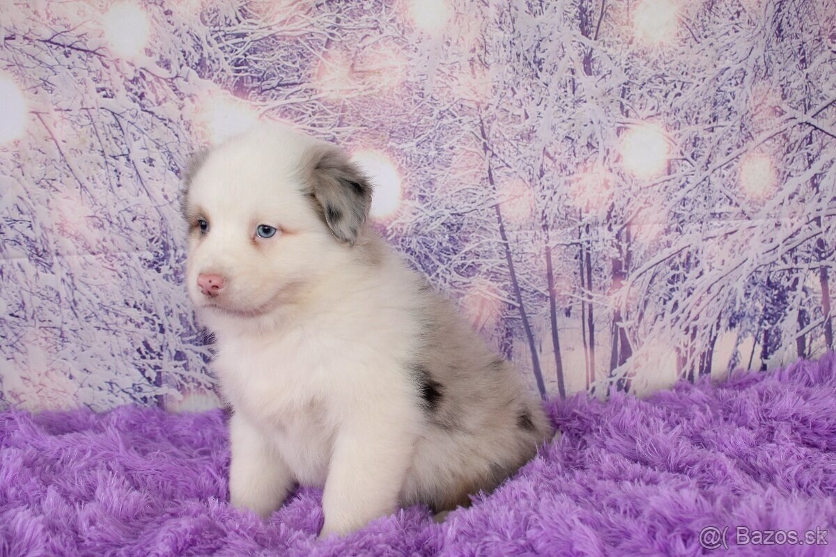 Austrálsky ovčiak sučka